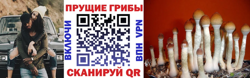 Галлюциногенные грибы Psilocybe  Купить где  Куса 